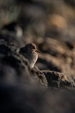 Strandpieper van Pics by TL