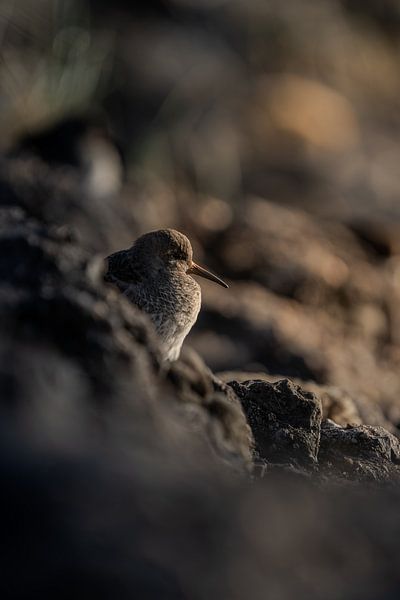 Strandspanner von Pics by TL