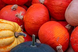 Pompoenvariëteit van Photoart-Naegele
