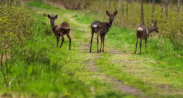 Reebok auf dem Waldweg