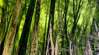 Magic Forest in Zachtgroen van FRESH Fine Art thumbnail