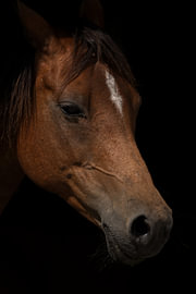 Horse portrait by Hilde Remerie Photography and digital art