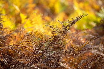 Dry orange fern leaves in autumn by Olha Rohulya
