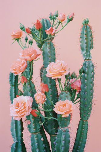 Bloeiende cactussen in detail