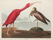 Scharlachibis - Teylers Museum Edition - Vögel Amerikas, John James Audubon von Teylers Museum Miniaturansicht