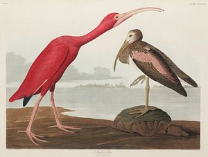 Ibis écarlate - Edition du musée Teylers - Oiseaux d'Amérique, John James Audubon sur Teylers Museum