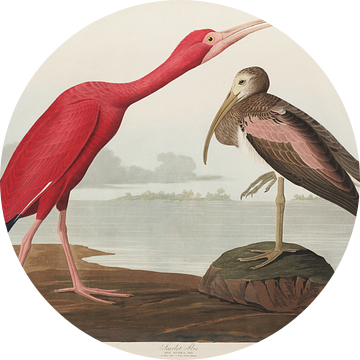 Scarlet Ibis -  Teylers Museum Edition -  Birds of America, John James Audubon van Teylers Museum