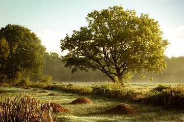 Gestion de la nature dans la réserve naturelle du Brabant sur Andy Van Tilborg