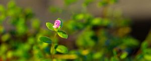 Plant Panorama