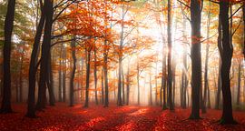 Herfstbos met zonnestralen