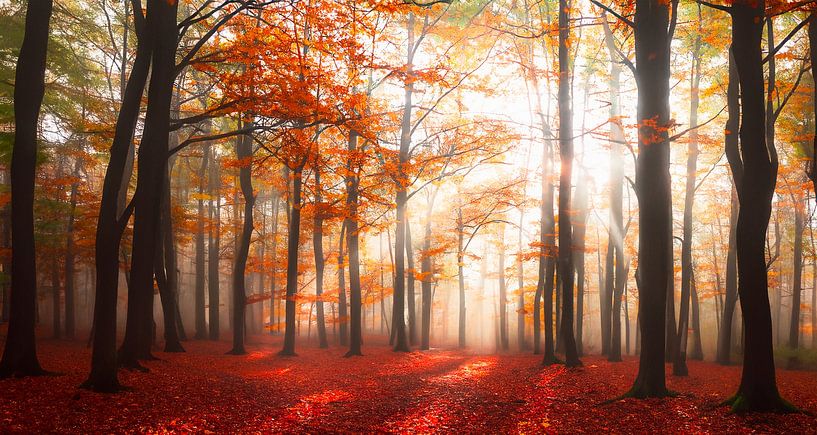 Autumn forest with rays of sunshine by Mustafa Kurnaz