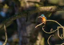 Kingfisher Amsterdam Water Supply Dunes by Merijn Loch