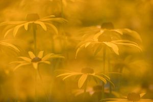 Gelbe Sonnenblume im Garten in Ruinen von Ronald Wilfred Jansen