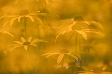 Yellow Sunflower in garden in Ruinen by Ronald Wilfred Jansen