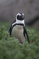 Pinguin