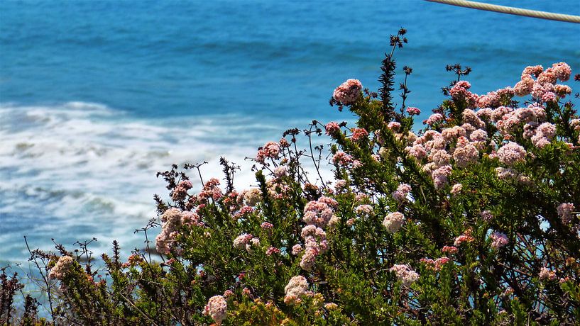 Point Loma State Natural Reserve von Marek Bednarek
