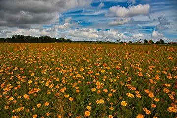Flower Field in East Westphalia by Tanja Voigt