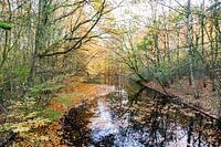 Amsterdam Forest