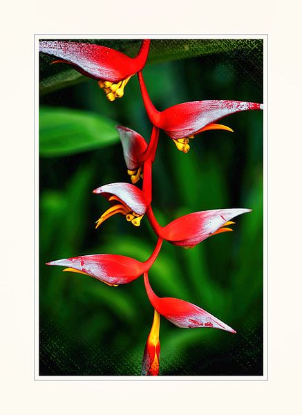 Strelitzia by Eduard Lamping