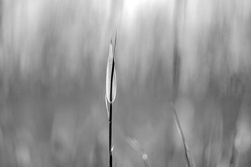 Freestanding cut reed in black and white