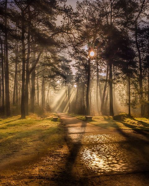 A curtain of sunbeams by Katrien Janssens