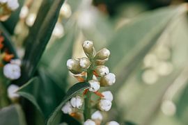 Beautiful macro nature photo of plant with flowers by Jennifer Petterson