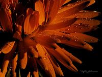 Morning Glow