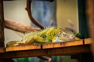 The reclining iguana. by Denise Vlieland thumbnail