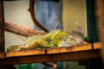 The reclining iguana. by Denise Vlieland
