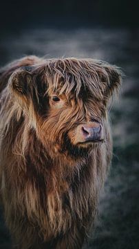 Schotse hooglander in het Deelerwoud van AciPhotography