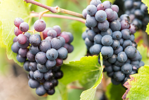 Grappes de raisin du cépage Pinot Noir