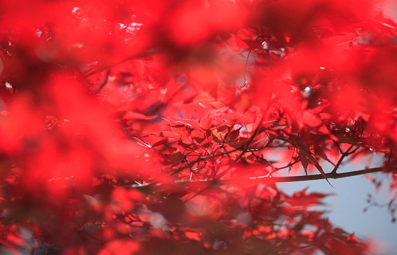 Fan Maple by Thomas Jäger