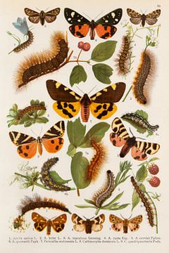 Illustration mit gelb/braunen und rot/braunen Schmetterlingen von Studio Wunderkammer