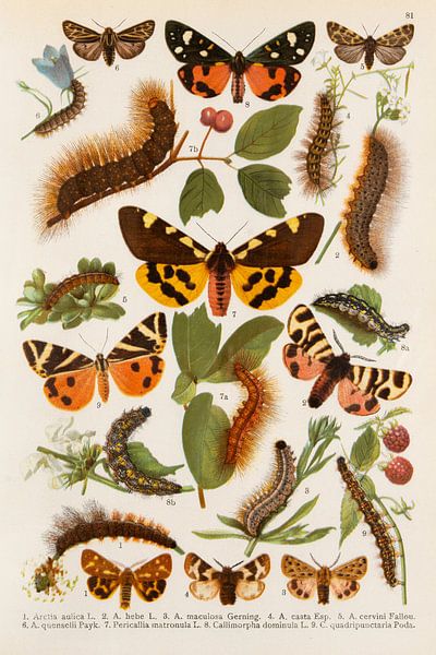 Illustration avec des papillons jaune/brun et rouge/brun par Studio Wunderkammer