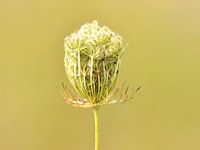 Wild carrot