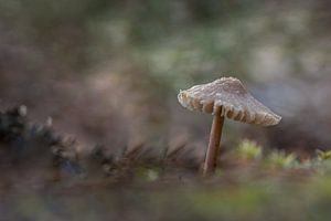 Champignon et mûr en automne avec un beau bokeh
