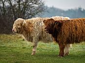 Twee jonge Schotse hooglanders  in het veld ( highland cattle ) van Chihong thumbnail
