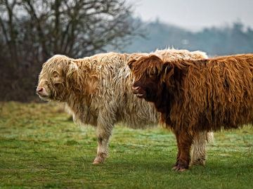 Twee jonge Schotse hooglanders  in het veld ( highland cattle ) van Chihong