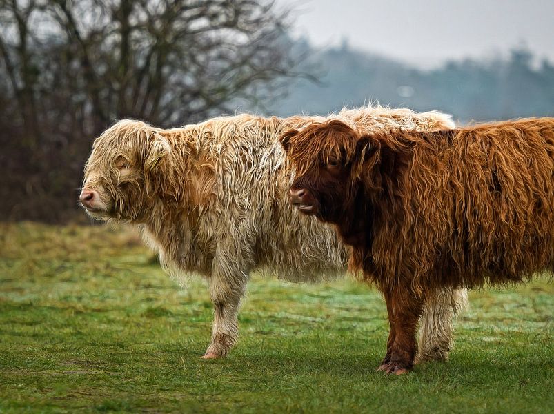 Twee jonge Schotse hooglanders  in het veld ( highland cattle ) van Chihong
