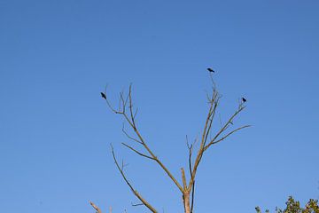 Vogels op boomtoppen van Breezy Photography and Design