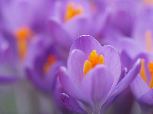 Les crocus annoncent le printemps