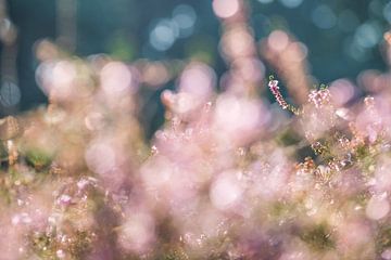 The softness of heather by MientjeBerkersPhotography
