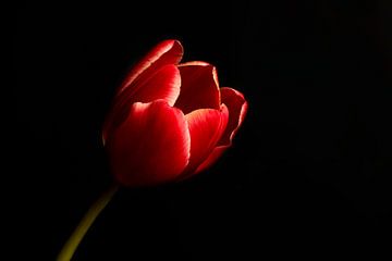 Tulipe rouge dans une lumière magnifique