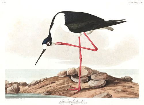 Amerikaanse Steltkluut