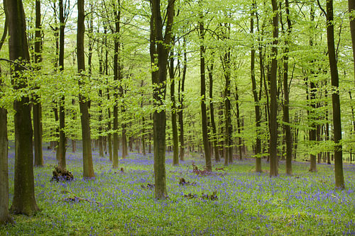 Kleurrijke rust