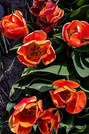 Tulpen aus Holland von Truckpowerr