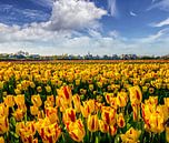 Tulpen Den Hoorn Texel van Texel360Fotografie Richard Heerschap thumbnail