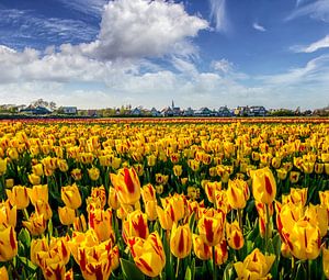 Tulpen Den Hoorn Texel von Texel360Fotografie Richard Heerschap