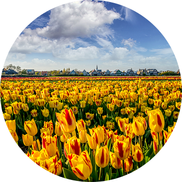 Tulpen Den Hoorn Texel van Texel360Fotografie Richard Heerschap