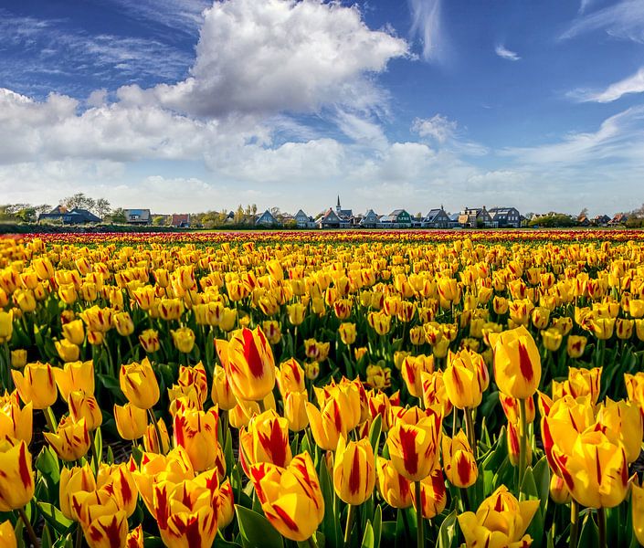 Tulpen Den Hoorn Texel van Texel360Fotografie Richard Heerschap